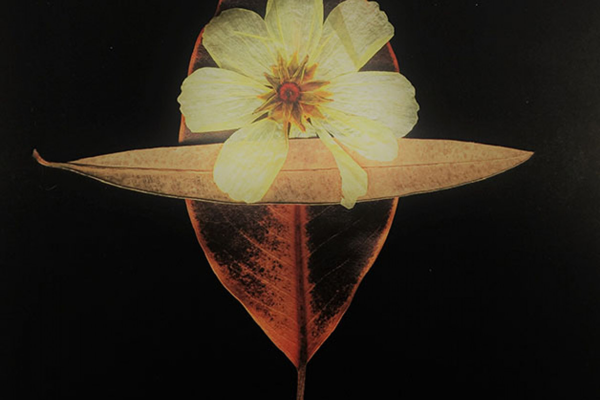 flower with 2 leaves on black background