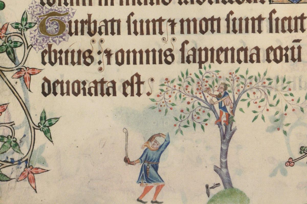 A teen from the Middle Ages stealing fruit (Psalter, c.1325-40)