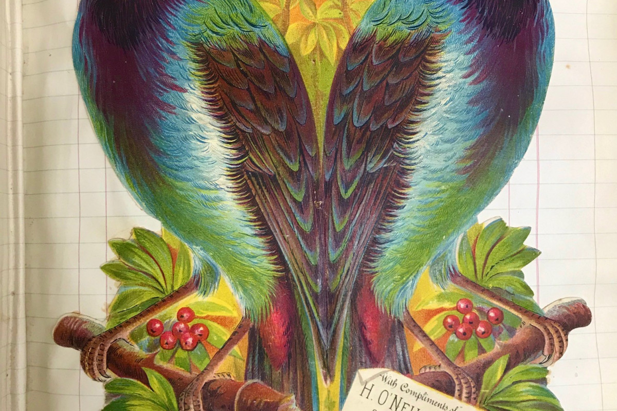 2 technicolor tropical birds 
