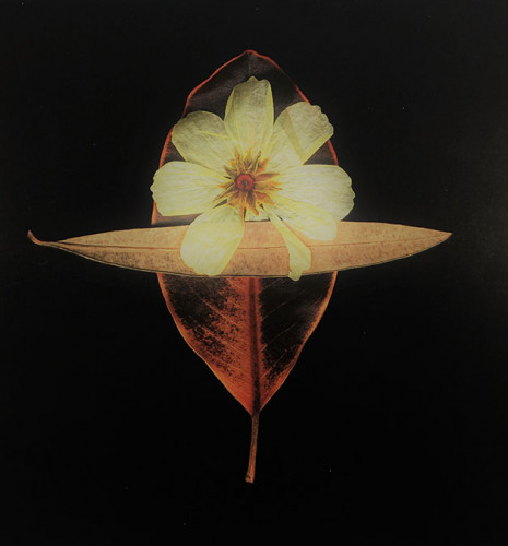 flower with 2 leaves on black background