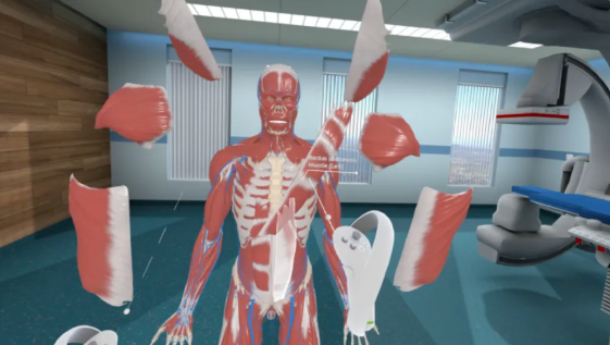 Human body with anatomical parts.