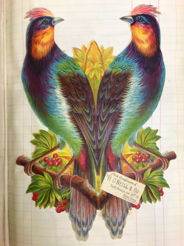2 technicolor tropical birds
